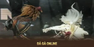 Cách Chơi Đá Gà GA28 Tại Khin789 Hiệu Quả Và Chi Tiết Cho Người Mới